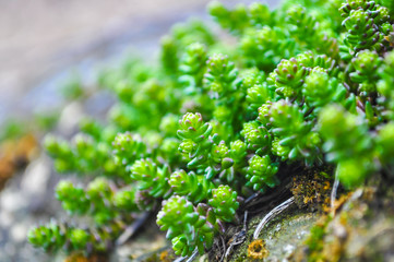 Wild stonecrop spring growth in Russia