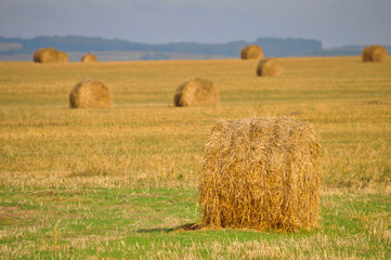 Rolls of haystacks on the field after harvesting wheat. Agriculture Concept.