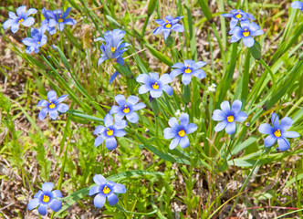 Obraz na płótnie Canvas Colorul Blue-Eyed Grass, Sisyrinchium montanum, in its natural environment