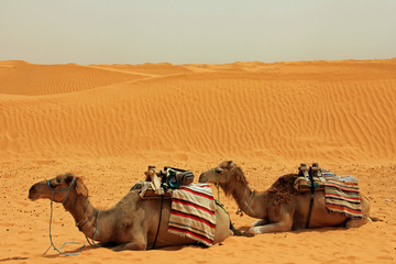 Kamele in der Sahara