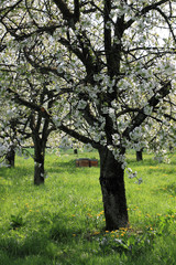 Fototapeta premium Cerisiers en fleurs