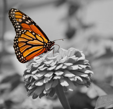 Monarch Butterfly, color spot on black and white