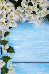 white bougainvillea flowers