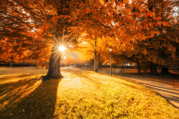 Fototapeta na wymiar Herbstfarben im Park Wernigerode, Baum und Sonne