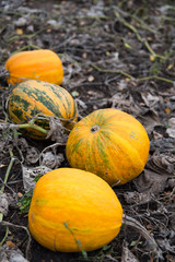 Yellow pumpkins naturally growing in the field. Organic farming.   - 123956144