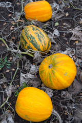 Yellow and green striped pumpkins in the field. Organic farming. Autumn harvest. - 123956161