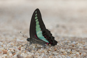 Drinking exotic Butterfly