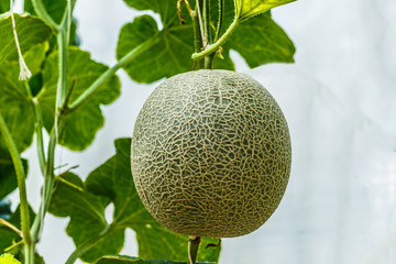 Cantaloupe. Fresh melon on tree. selective focus
