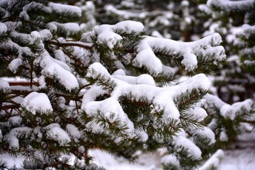  Spruce in the snow