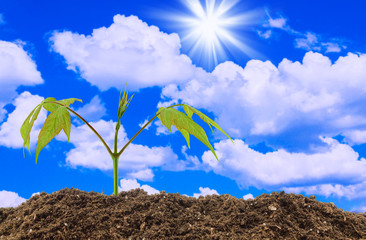 Young plant on the sky background