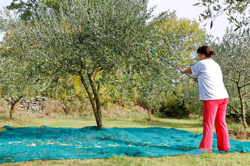 Naklejka premium Woman picking olives