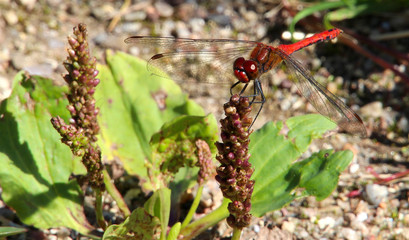 Red dragonfly tak a brake