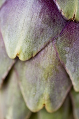 Bluetenstand der Artischocke, Detail