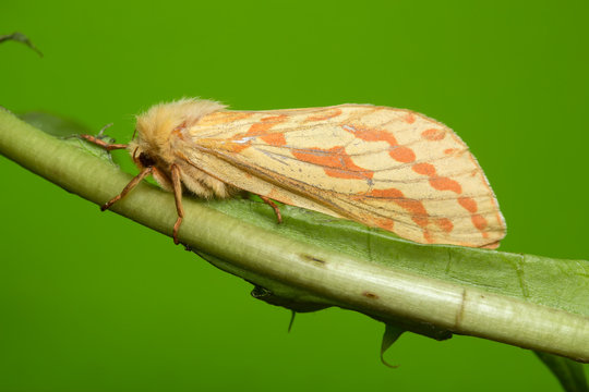 Female ghost moth, Hepialus humuli on dendelion