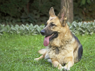 German shepherd 1