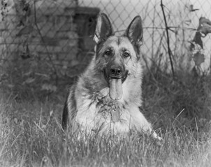 German shepherd 9