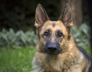 German shepherd