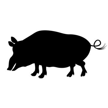 Silhouette of a pig, wild boar who is looking for food