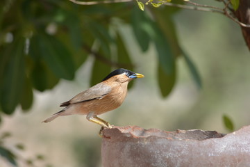 Quenching thirst in hot summers