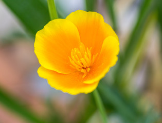 Obraz na płótnie Canvas Small Yellow Flower