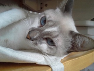 Gatto
