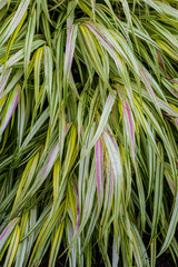 Tricolour Ornamental Grass
