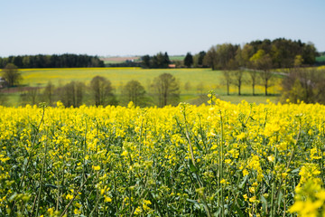 rapeseed field in spring