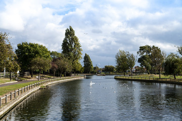 Fototapeta na wymiar Ducks and Swan on a Large Pond