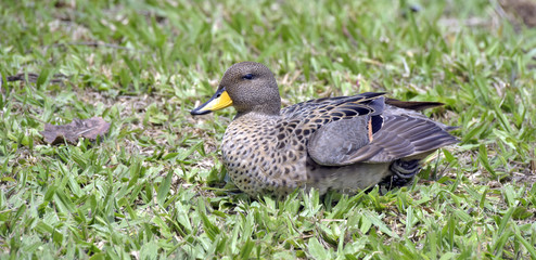 Yellow-billed teal sunning on the lawn