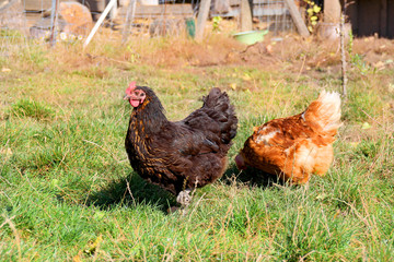 Hühner in BioFreilandhaltung in Wien