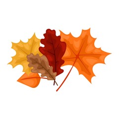 autumn leaf vector illustration.