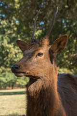 Fototapeta premium Red Deer