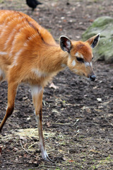Sitatunga Antilope (Tragelaphus spekei)