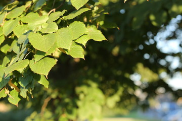 Green leaves background. Close up