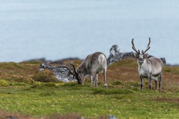 Reindeer