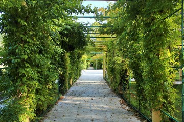 Осенние арки дикого винограда