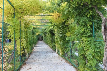 Осенние арки дикого винограда
