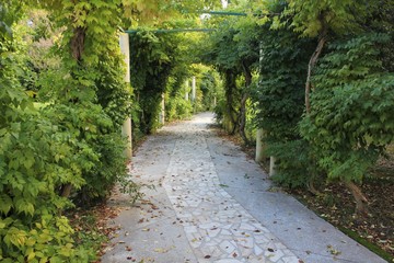 Осенние арки дикого винограда