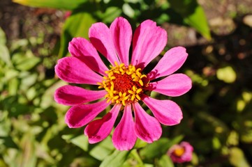 Obraz premium Close-up of an pink zinnia flower in bloom