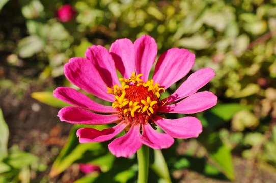 Close-up of an pink zinnia flower in bloom