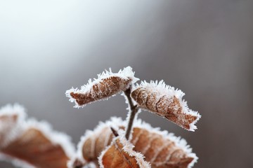 Hoarfrost on withered leaves
