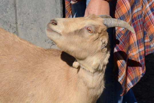 Close Up Of Brown Lamancha Dairy Goat