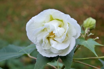 Белые розы на кустах в парке