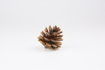 Single islolated pine cone