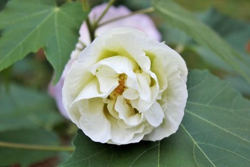 Белые розы на кустах в парке