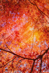 Vibrant Autum foliage background