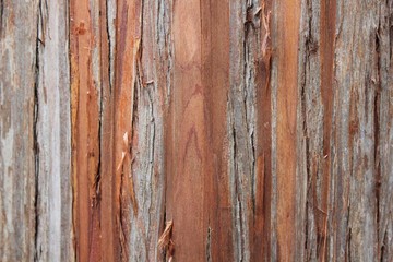 Природный дизайн коры японского дерева