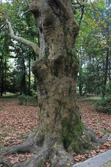 Тропическое дерево платан из семейства баобабов.