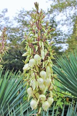 Белые цветы-колокольчики на цветущих пальмах.