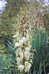 Белые цветы-колокольчики на цветущих пальмах.